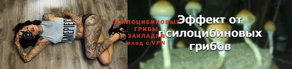 индика Белокуриха
